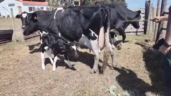 Lote 8 Piezas de cría, San José