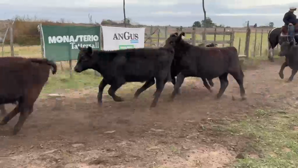 Lote 116 Terneros en Daireaux