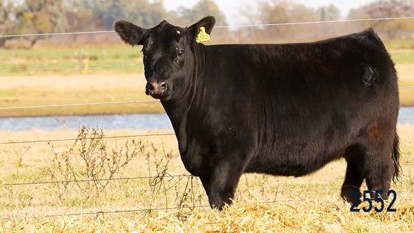Lote Ternera