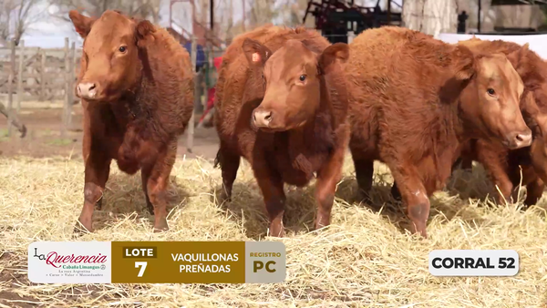 Lote VAQUILLONAS PC PREÑADAS PARICIÓN PRIMAVERA 2026