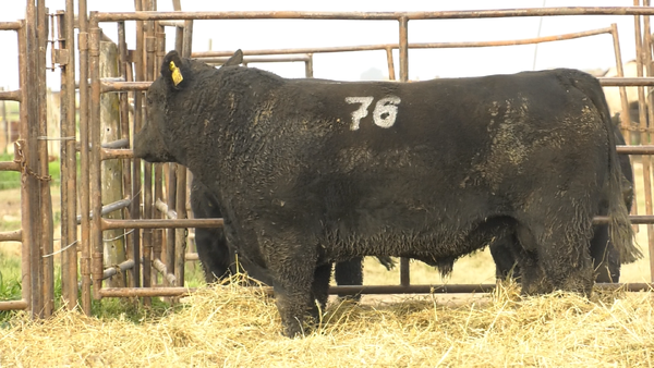 Lote TOROS ANGUS NEGROS  PC
