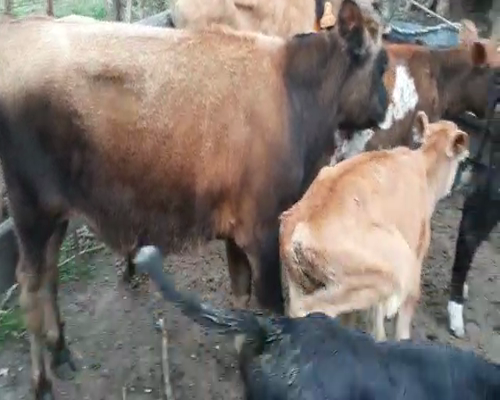 Lote 8 Terneros KIWI 120kg - , San José