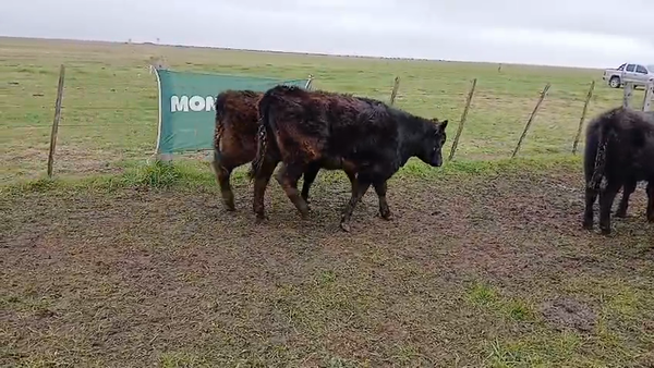 Lote 60 Vaquillonas en Daireaux