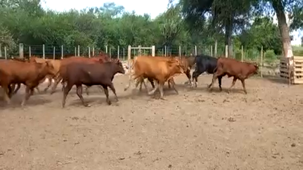 Lote 75 Terneros en Laguna Yema, Formosa