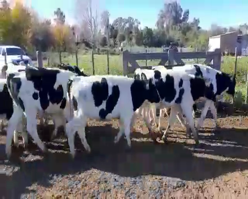 Lote 65 Terneros en Gral. Belgrano, Buenos Aires