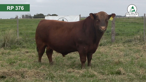 Lote 3 Toros ANGUS en Balcarce
