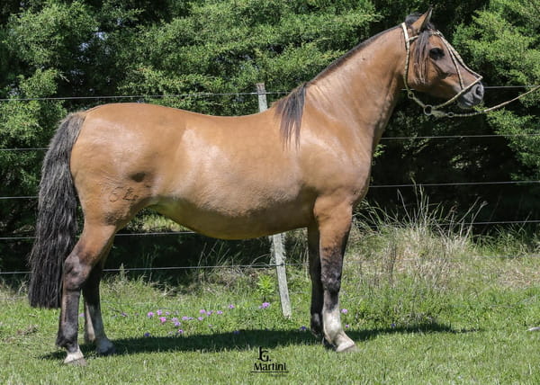 Lote Chacota Caraguatá