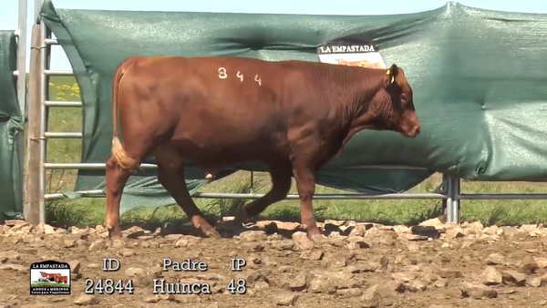 Lote 3 Toros, Artigas