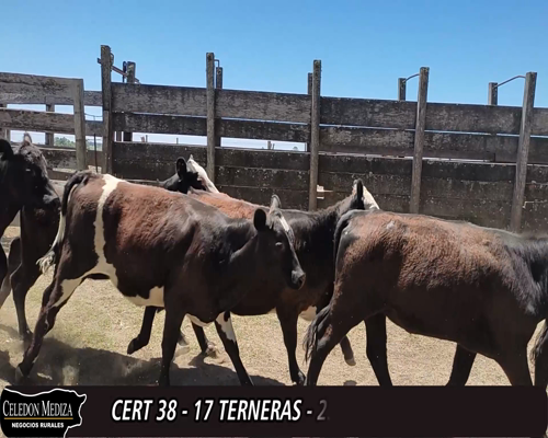 Lote 17 Terneras 4 AA XHE,  2 AA,  5AA X HO,  2 HO,  4 RA X HE 230kg -  en DOS PORTONES - MIGUELETE