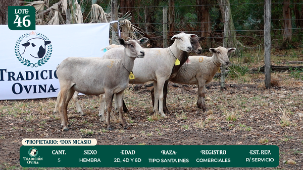 Lote LOTE 46 - POR PANTALLA