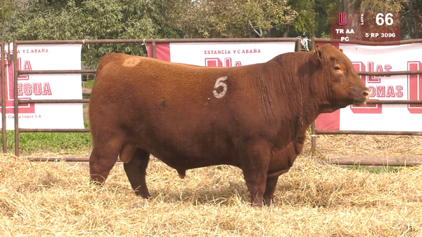 5 3096 — TOROS ANGUS COLORADOS  PC