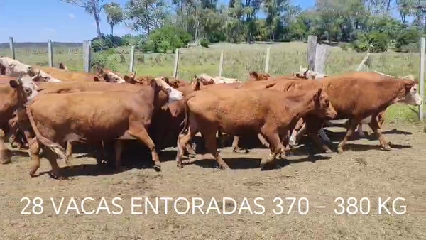 Lote 28 Vacas Entoradas, Cerro Largo