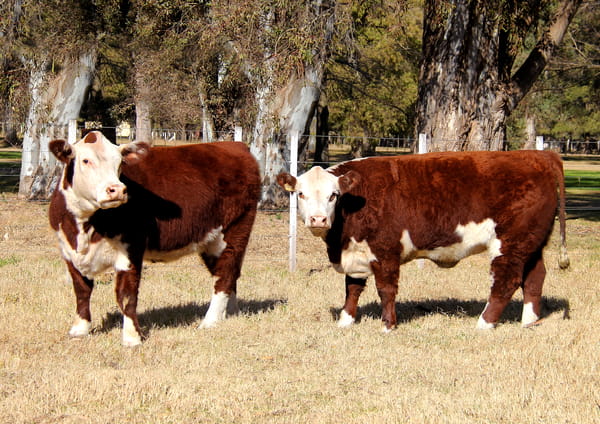Lote VAQUILLONAS  PURO PEDIGREE (Corral 4)