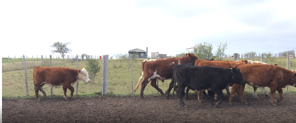 Lote 23 Terneros en Durazno