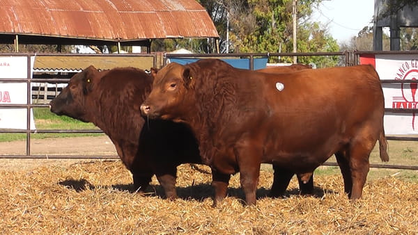 Lote TOROS ANGUS PURO DE PEDIGREE
