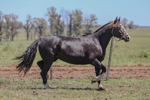 Lote DEL SILENCIO PELO LARGO