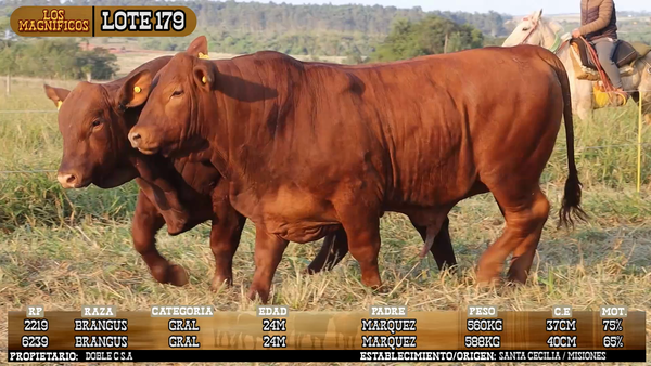 Lote LOTE 179 - VIVO