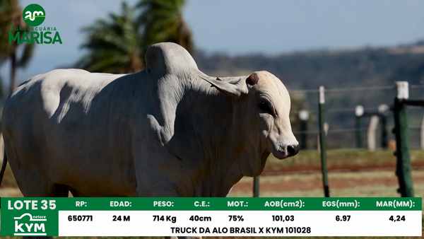Lote Lote 35
