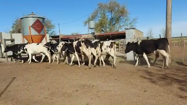 Lote Est. Don Osvaldo - Recria