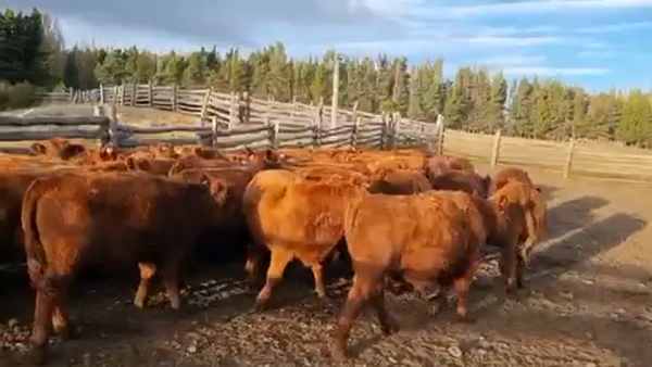 Lote 50 Novillo Engorda en Coyhaique, XI Región Aysén