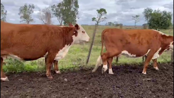 Lote VACAS PREÑADAS