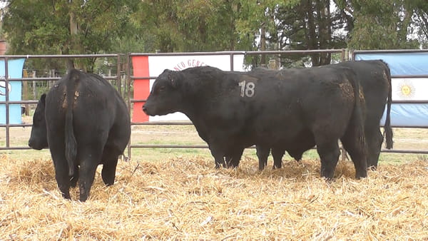Lote TOROS ANGUS NEGROS PC