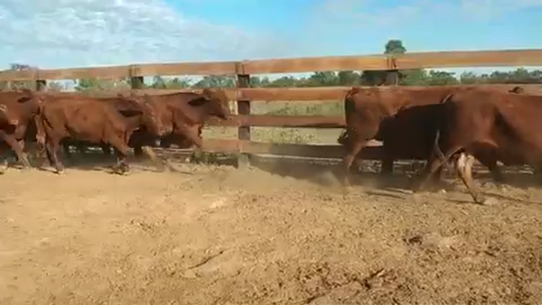 Lote 63 Novillitos en Villa R. Bermejito, Chaco