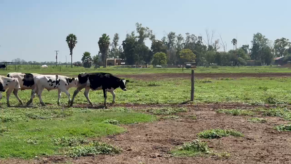 Lote 16 NOVILLITOS HOLANDO ARGENTINO EN BRINKMANN, CÓRDOBA