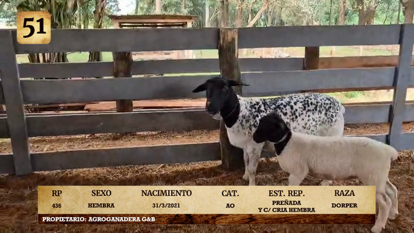 Lote LOTE 51