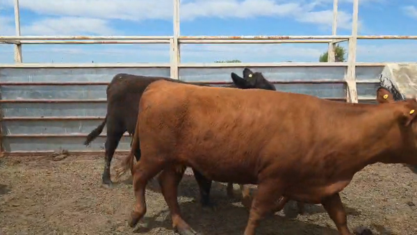 Lote 28 Vacas preñadas
