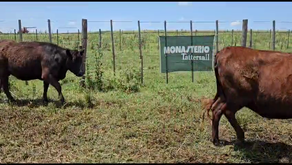 Lote 35 Vaquillonas C/ gtia de preñez en Olavarría, Buenos Aires