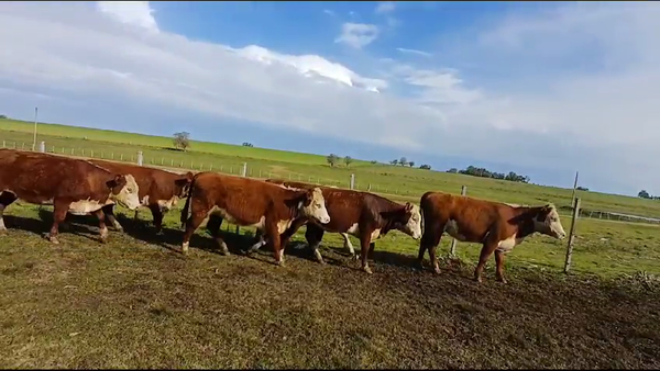 Lote (Vendido)7 Vaquillonas 1 a 2 años HE/ BD 320kg -  en CUCHILLA DEL PERDIDO