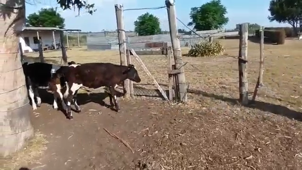 Lote 18 Terneros Holando en Nueva Helvecia