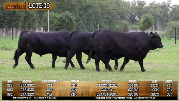 Lote LOTE 39