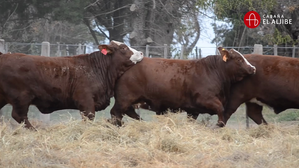 Lote VAQUILLONAS BRAFORD SUNCHALES  EL ALJIBE