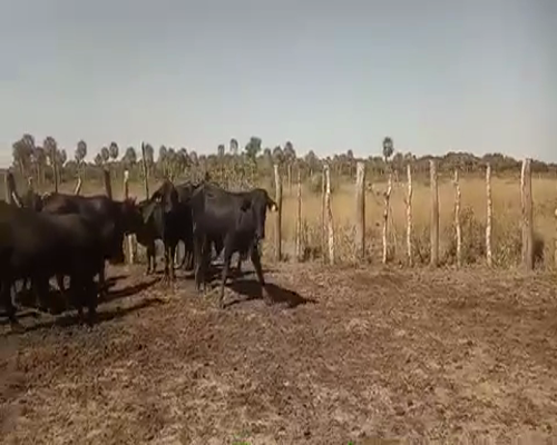 Lote 80 Novillitos en Tres Lagunas, Formosa