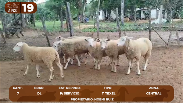 Lote LOTE 19 -POR PANTALLA