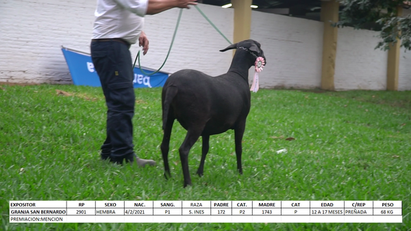 Lote Santa Inés Expo Internacional 2022 - Lote 3