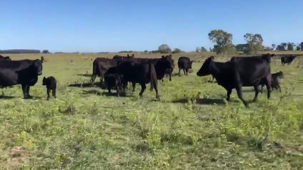 Lote 13 Vacas medio uso C/ cria en Azul, Buenos Aires