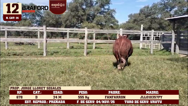 Lote LOTE 12