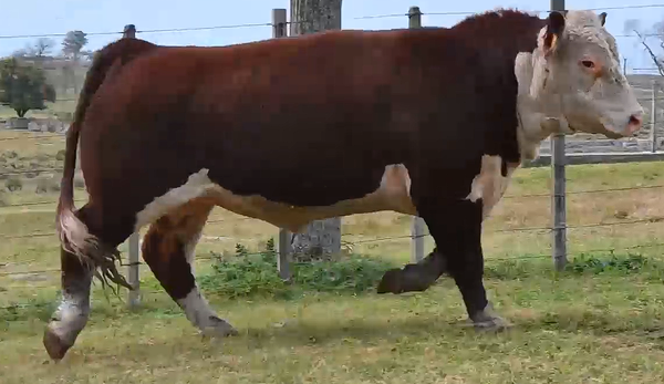 Lote TOROS 2 AÑOS RP 2386 2399 2427