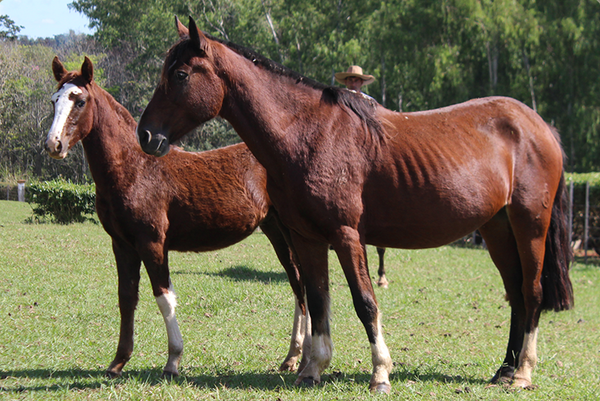 Lote GUARANI TATACUA