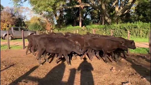 Lote VAQUILLONAS 1-2