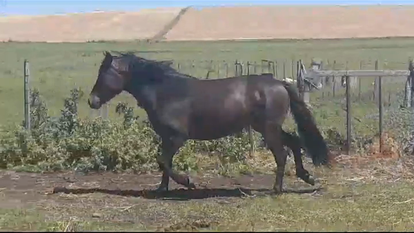 Lote Potra CRIOLLA en PALO SOLO