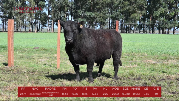 Lote 12 - PURO de ORIGEN SA