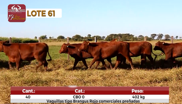Lote Reproductores de Alborada - Lote 61