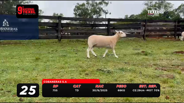 Lote LOTE 25