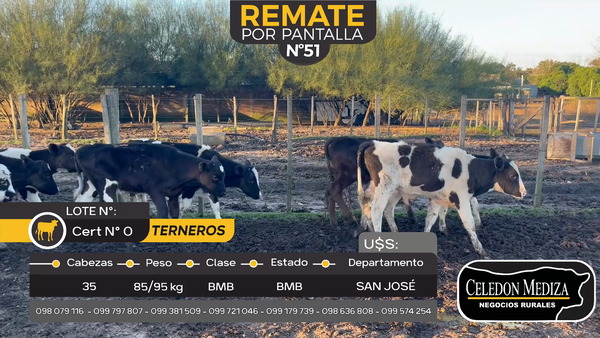 Lote 35 Terneros en Otra Localidad, San José