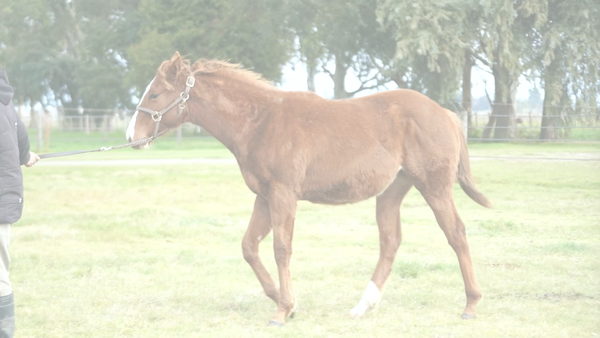 Lote ATREVIDA DEL MUNDO (DADDY LONG LEGS -  HIDDEN SMILE)