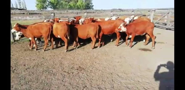 Lote 25 Vaquillonas en Villaguay, Entre Ríos